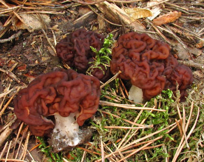 Uch obecn - Gyromitra esculenta - foto: Tom Pavelka