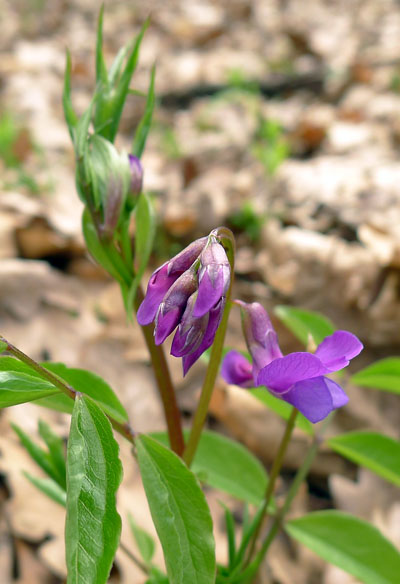 Hrachor jarn - Lathyrus vernus