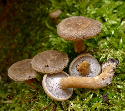 Choro poloplstvov - Polyporus brumalis