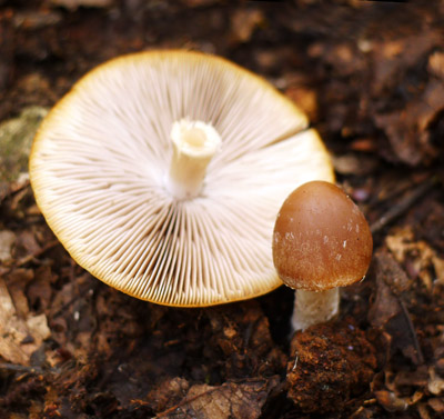 Kehutka edohnd, forma jarn - Psathyrella spadiceogrisea f. vernalis