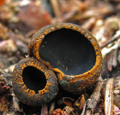 Ohnivec černý - Plectania melastoma - foto: Tomáš Pavelka