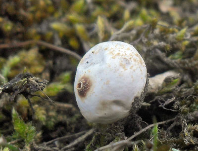 Paleka zimn - Tulostoma brumale