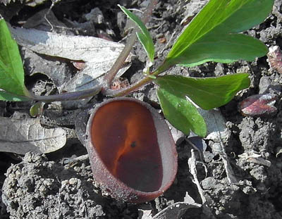 Hlzenka sasankov - Sclerotinia tuberosa