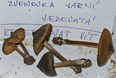 Entoloma vernum