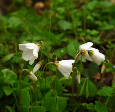 avel kysel - Oxalis acetosella - foto: A. Vt