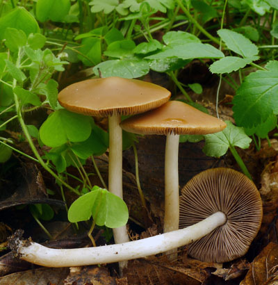 kehutka edohnd, f. jarn  Psathyrella spadiceogrisea, v. vernalis - foto: A. Vt