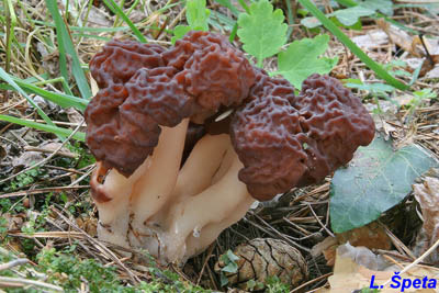 uch obecn - Gyromitra esculenta