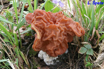 uch svazit - Gyromitra fastigiata