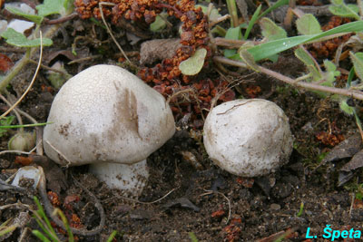 zvojenka podtrnka - Entoloma clypeatum