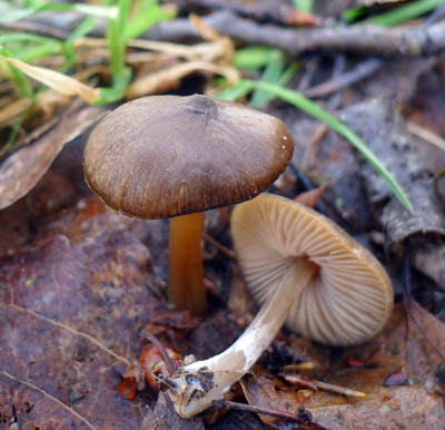 zvojenka jarn  Entoloma vernum 