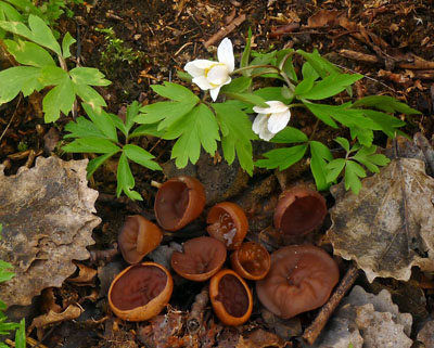 hlzenka sasankov  Sclerotinia tuberosa 