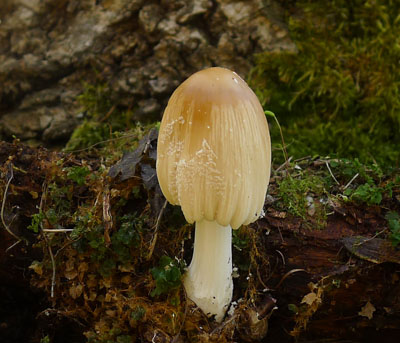 hnojnk domc - Coprinus domesticus 