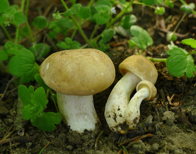 irvka mjovka - Calocybe gambosa