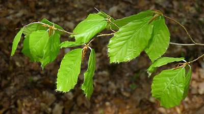 mlad listov buku lesnho - Fagus sylvatica 