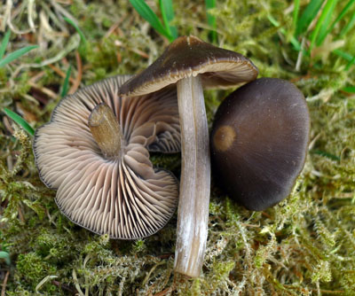 znaky k uren zvojenky jarn - Entoloma vernum