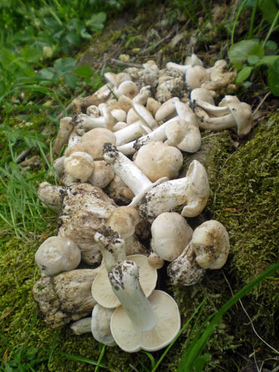 z lokality irvky mjovky  Calocybe gambosa