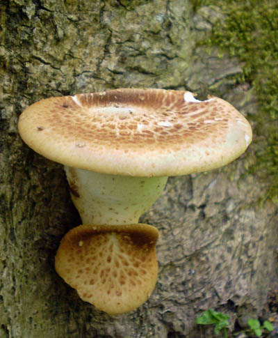 choro upinat - Polyporus squamosus