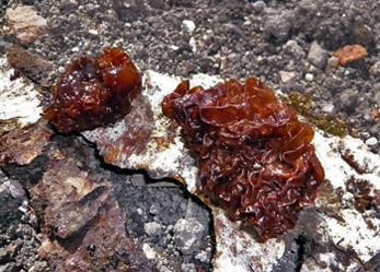 rosolovka listovit  Tremella foliacea - foto: Pavla Pavlov