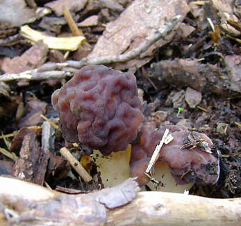 uch obecn - Gyromitra esculenta - foto: Milan Dvok