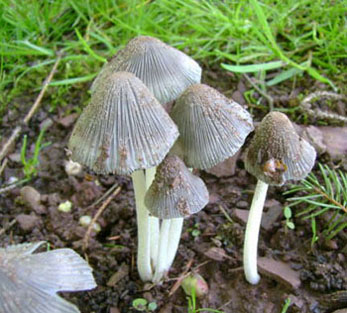 hnojnk - Coprinus sp. - foto: Milan Dvok