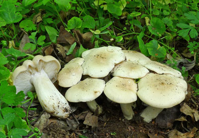 irvka mjovka  Calocybe gambosa