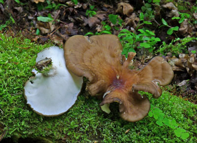 choro smolonoh - Polyporus badius