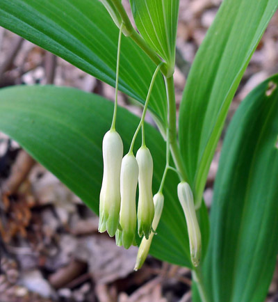 kokok mnohokvt  Polygonatum multiflorum 