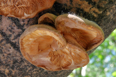 hlva epikat - Pleurotus calyptratus - foto: L. peta