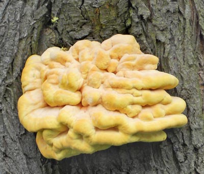 srovec lutooranov - Laetiporus sulphureus - foto: Jaromr Slanina