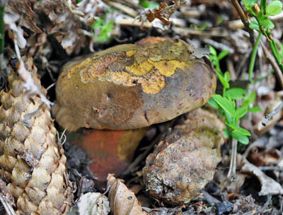 hib kov - Boletus erythropus - foto: Marie Zmrzl