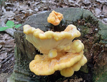 srovec lutooranov - Laetiporus sulphureus