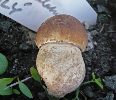 hib dubov - Boletus reticulatus