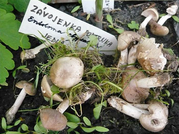 zvojenka podtrnka - Entoloma clypeatum - demo foto: Pavla Pavlov