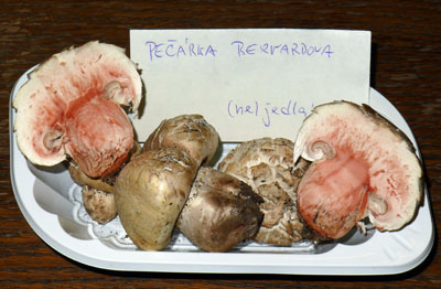 perka Bernardova - Agaricus bernardii