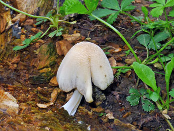 hnojnk domc  Coprinus domesticus