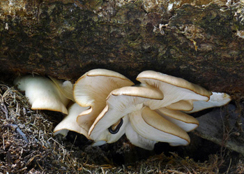 hlva plicn  Pleurotus pulmonarius