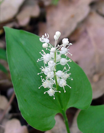 pstroček dvoulistý – Majanthemum bifolium 