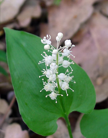 pstroek dvoulist  Majanthemum bifolium 