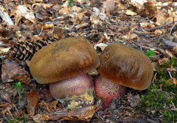 hib kov  Boletus erythropus 