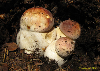 hib borov  Boletus pinophilus 