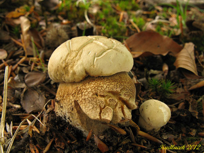 hib dubov  Boletus reticulatus 