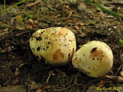 kořenovec žlutavý – Rhizopogon luteolus
