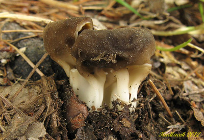 chap (kalink) obecn  Helvella acetabulum