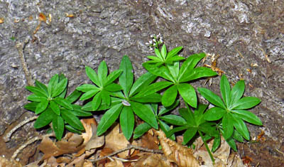 mainka vonn, nkdy t svzel vonn - Galium odoratum