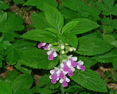 medovnk medukolist, nkdy t velkokvt - Melittis melissophyllum