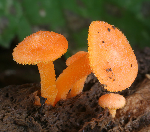 Haasiella venustissima - kalichovka půvabná - Foto: Martin Kříž