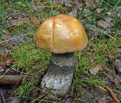 kemen bezov - Leccinum versipelle - foto: Pavel Dombaj