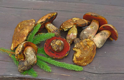 hib kov - Boletus erythropus 