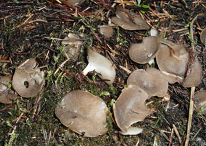 chap (kalink) obecn - Helvella confusa