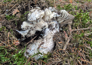 torzo avnatky beznovky - Hygrophorus marzuolus